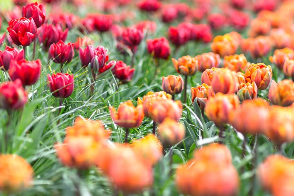 Keukenhof Tulip Fields, Netherlands