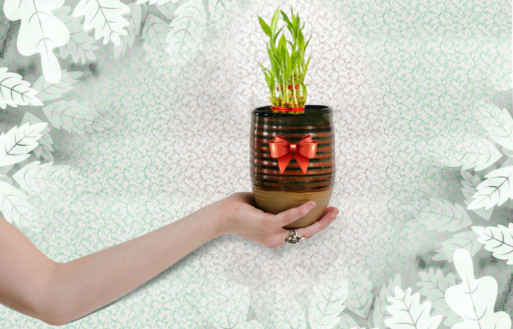 home plant