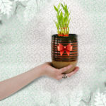 home plant