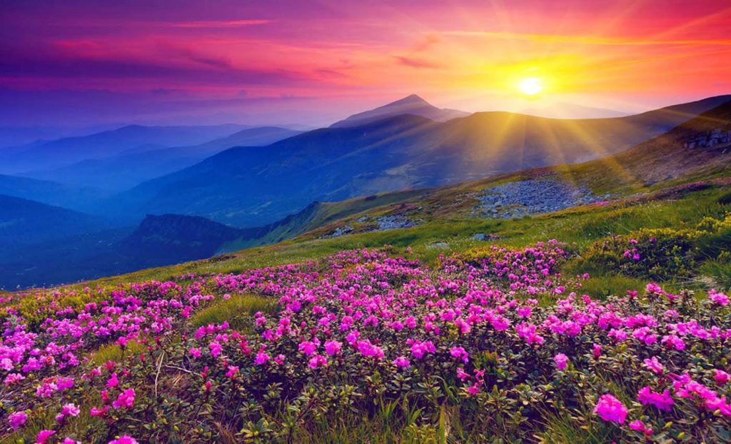 Valley of flowers in Uttarakhand