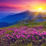 Valley of flowers in Uttarakhand
