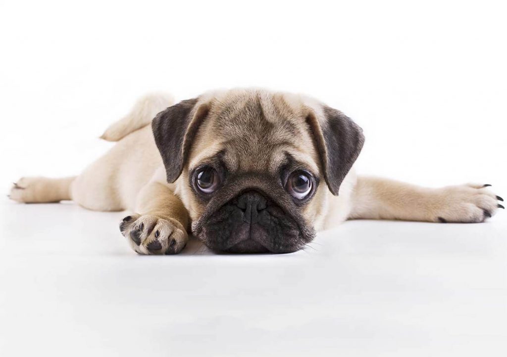 Pug Breed Tips