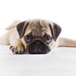 Pug Breed Tips