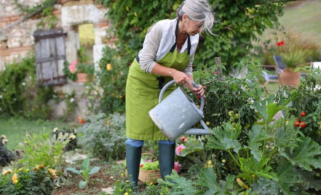 Vegetable Kitchen Garden