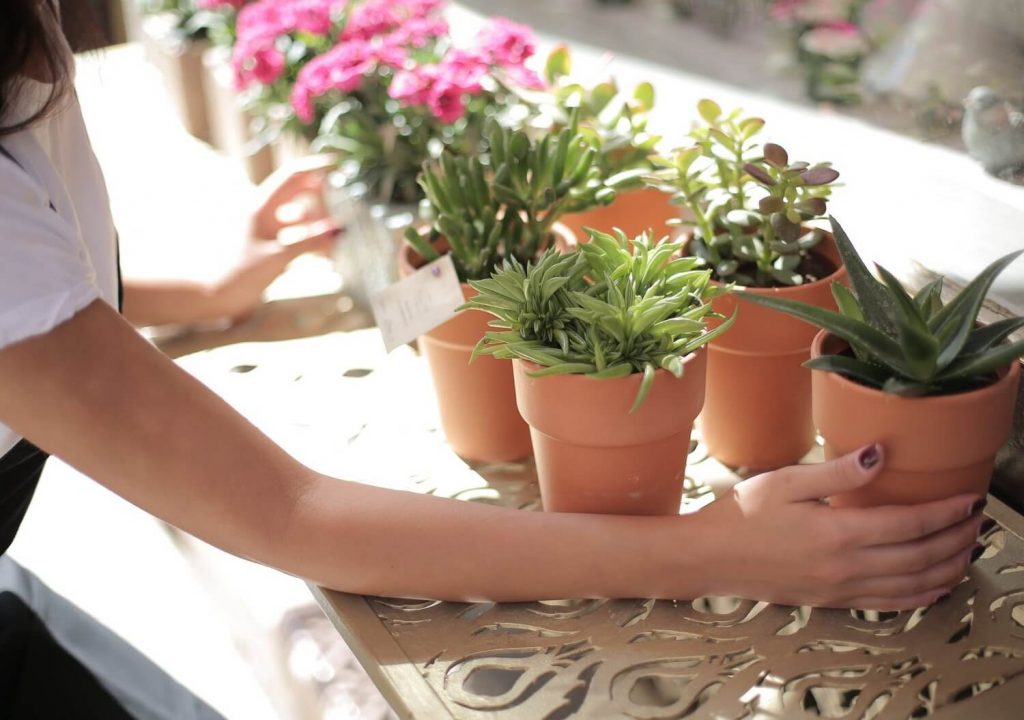 House Plants