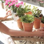 House Plants
