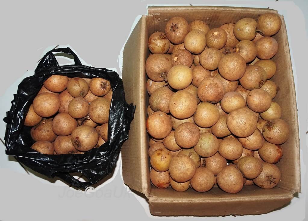 chikoo fruit during pregnancy