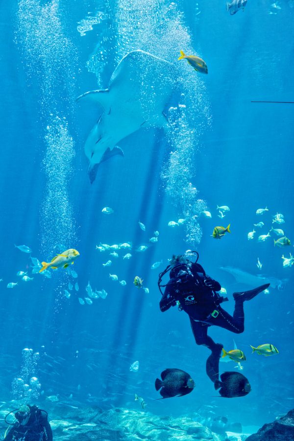 Take your Kids on a Virtual Tour of these Zoos & Aquariums Bold