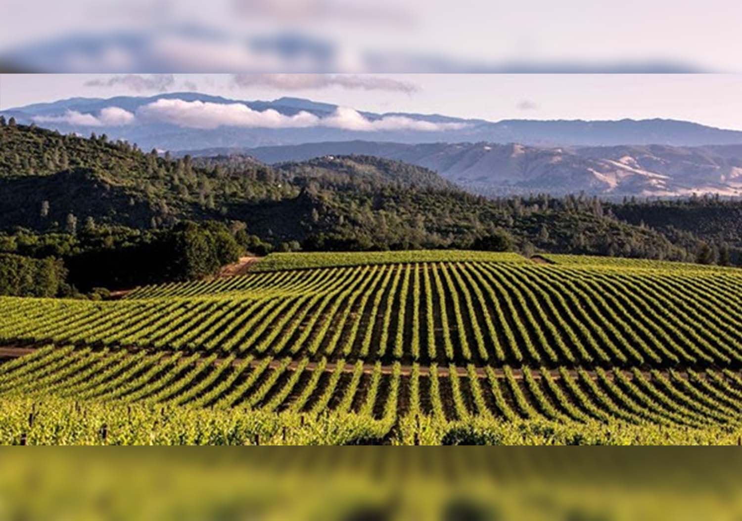 Самые плодородные земли в стране. Центральная Долина Калифорнии. Виноградник Долина Напа. Калифорния виноградники. Калифорния виноделие.